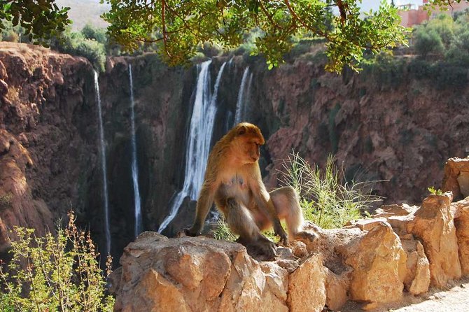 1 Day Tour from Marrakech To Ouzoud Waterfalls Small-Group - The Local Guide Question: Optional in Theory, Sticky in Practice