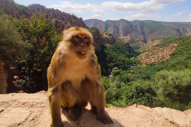 1 Day Tour from Marrakech To Ouzoud Waterfalls Small-Group - Lunch With a View: Budgeting for What’s Not Included