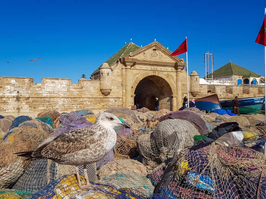 1 Day Trip from Marrakech To Essaouira - The Driver Makes the Day: Multilingual Help and Road Personality