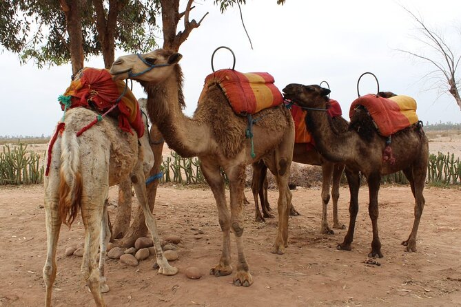1-Hour Camel Ride and 1-Hour Quad Bike Ride in Marrakech. - Timing, Group Size, and the Real Meaning of Small-Group