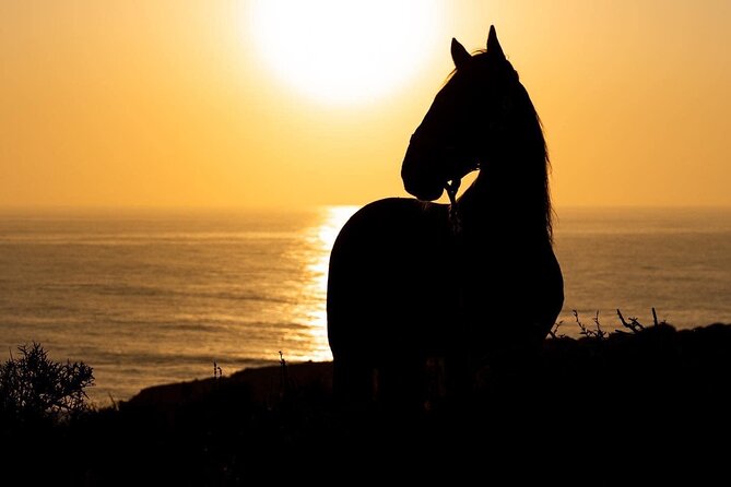 1 hour horse ride on the beach of essaouira - Price and value: is $34.89 a fair deal?
