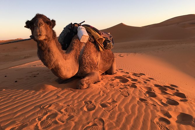 10-Day Chefchaouen to Sahara to Marrakech - Private Group - Merzouga Sahara night: SUV access, Gnawa music, fossils, and camels