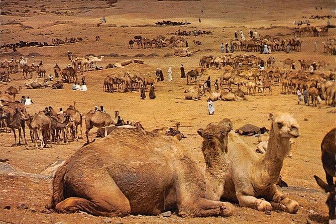 10 day tour of Morocco from Marrakech - Draa Valley to Todra Gorge: palms, kasbahs, and canyon walls