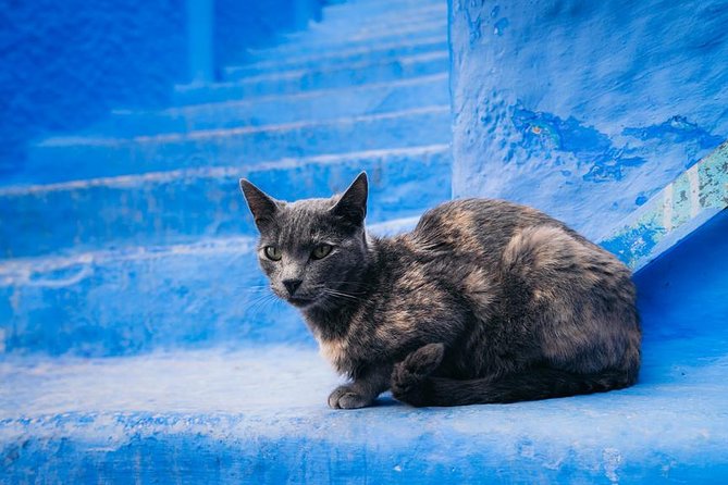 10-days Private tour in Morocco: Sahara Desert + Imperial Cities - Chefchaouen: the blue city stays calm when the schedule is realistic