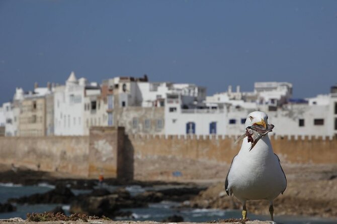12 Day Morocco Discovery Private Tour - Tangier, Tetouan, and Chefchaouen: blue streets with a smarter base