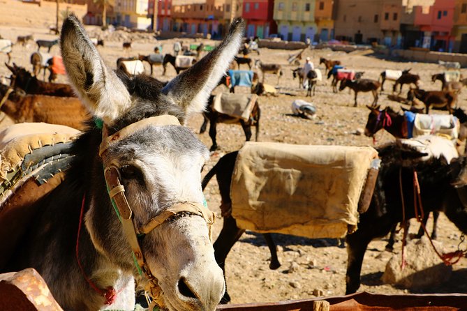 12 Days Private Tour in Morocco: Cities, Atlas and Desert - Middle Atlas to Merzouga: Ifrane to date palms to dunes