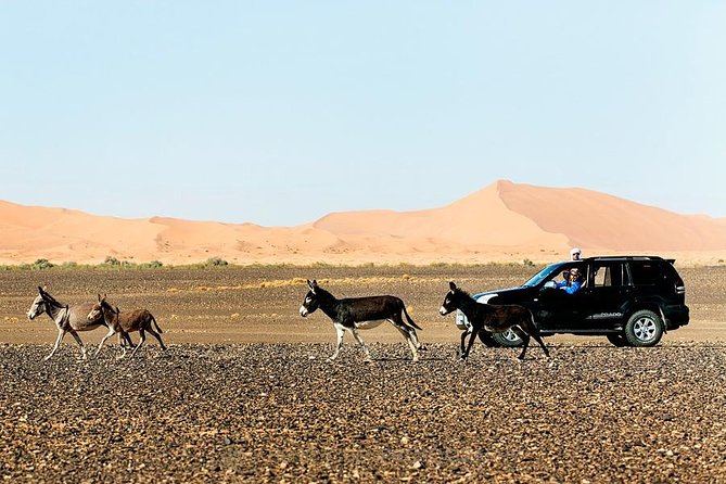 14 Days From Casablanca- Morocco Grand Tour - Erg Chebbi Camel Sunset and Desert Living: Sand, Sound, and a Camp Night