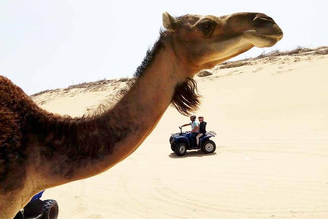 1h quad bike on the beach - Forest, dunes, and beach: what you get from each section