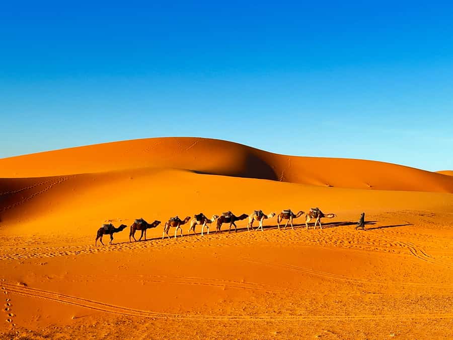 2-Day Desert tour from Fes to Fes/Marrakech wit Luxury Camp - Return transfer to Fes or Marrakech: same road, different ending