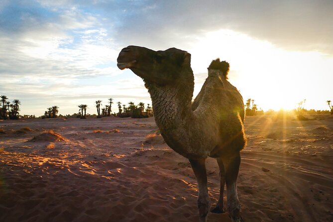 2 Day Desert Tour from Mhamid - Hammam: the one missing piece you may want to plan for