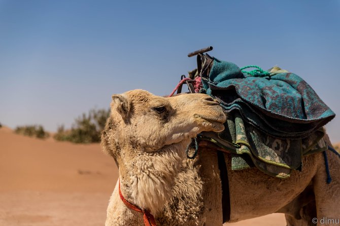 2-day trek - In the footsteps of beetles - What to pack for a 2-day Sahara walk (no drama, just comfort)