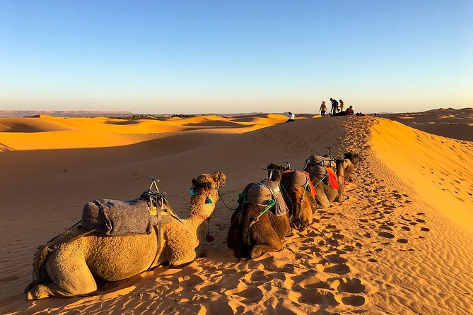 2 Days/1 Night Sahara Desert Trip: Fes - Merzouga - Fes - Ifrane and Cedre Gouraud: quick stops, big character