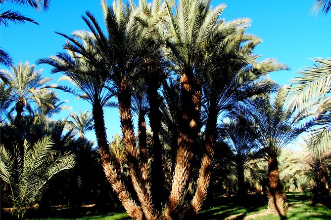 2 Days 1 Night To Zagora Desert From Marrakech - Day Two Desert Morning: Sunrise Walk, Then Back to Marrakech