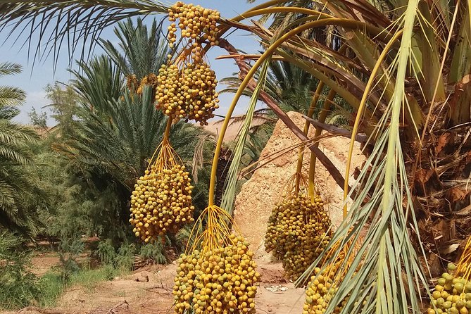2 Days 1 Night To Zagora Desert From Marrakech - Who This Zagora Overnight Is Best For