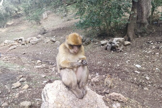 2 Days Luxury Magic Morocco Desert Tour From Fes To Fes - Ifrane: Morocco’s Alpine-Style Break From the Usual