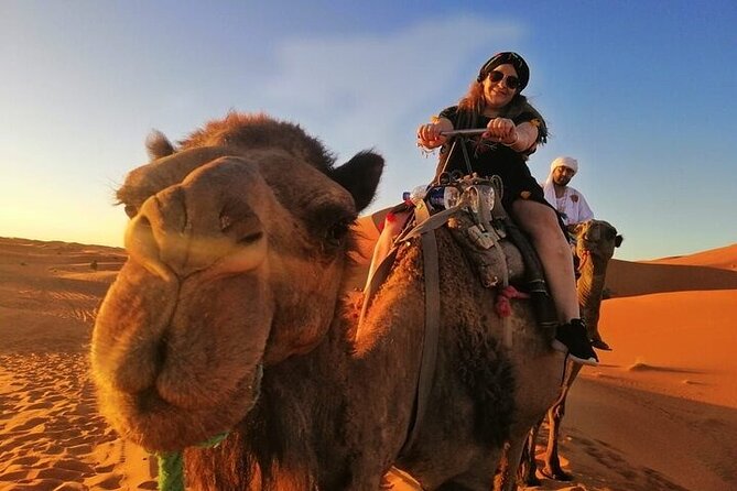 2 Days Luxury Tour to Merzouga Desert from Fez with Small Group - Ifrane and Cedar Gouraud: The Middle Atlas Break Before the Desert Mood Changes