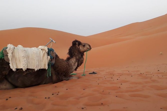 2 days trip from Fez to the desert, including a night in the Haima - Azrou Cedar Forest Monkeys: A Simple Stop With Big Photo Value