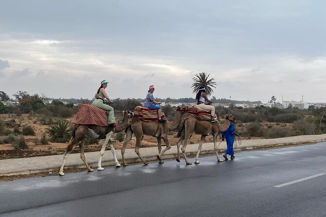 2 Hours Agadir Camel Riding Tour - Eucalyptus forest, a village moment, and bird-spotting chances