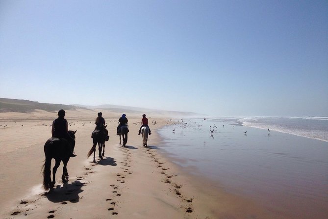 2 hours horse ride beach and dunes in Essaouira Morocco - Beginner-friendly riding on Arabian–Barb horses: what to expect