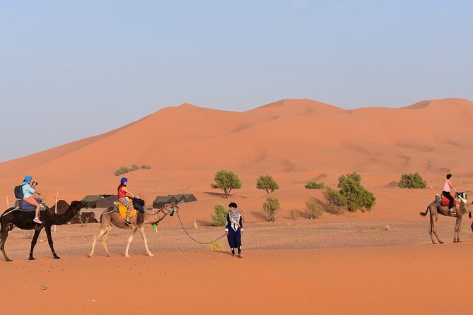 3-Day Adventure: Merzouga Desert, from Marrakech to Fez - Trading sand for cedar and city streets: Merzouga to Fez