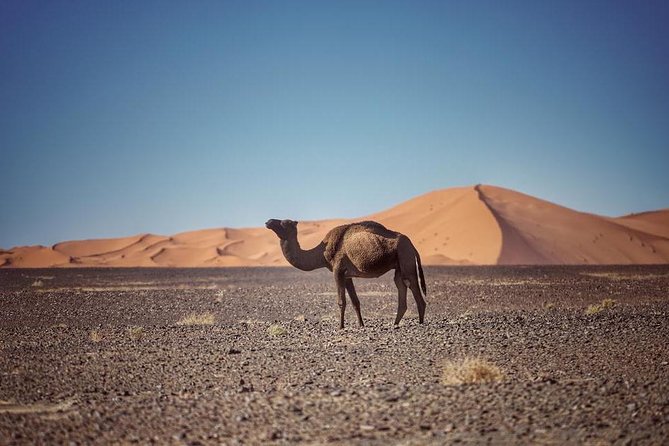 3-Day Desert Tour: Marrakech to Fes via Merzouga - Day 1: Marrakech to Ouarzazate and Ait Ben Haddou through the High Atlas
