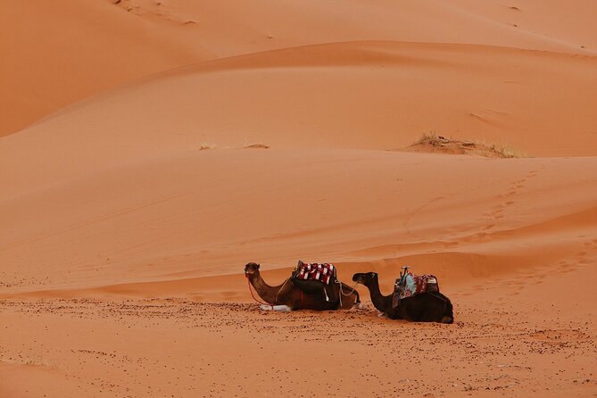 3-Day Sahara Desert Adventure: A Journey Through Morocco’s Dunes - Returning to Marrakech: long drives, but the right ending