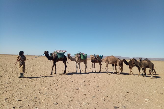 3-day trek - In the shade of palm trees - Bertham dunes and ostrich plains: Day 2 is where the Sahara opens up
