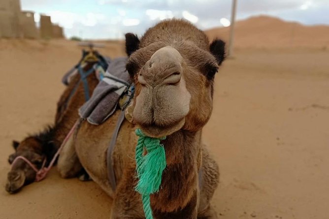 3 Days 2 Nights: Desert Tour from Fes to Marrakech - Fez to Merzouga, then Desert to Marrakech: What This Route Really Delivers