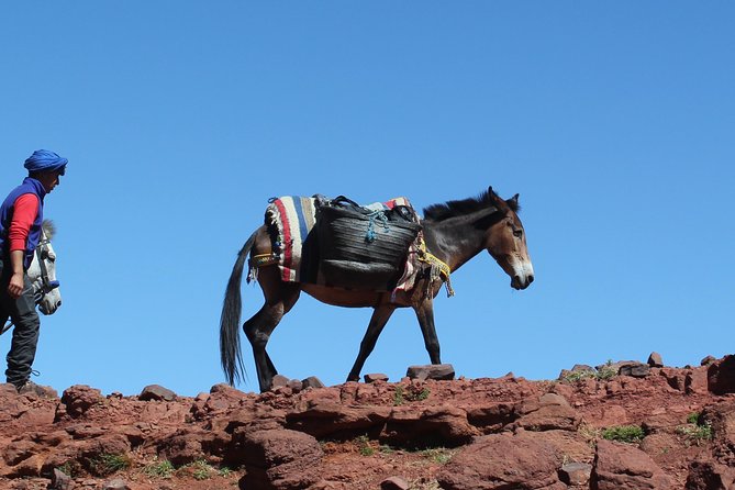 3 Days Berber villages Hike (Atlas Mountains) - Guides, mules, and meals: the practical stuff that makes it worth it