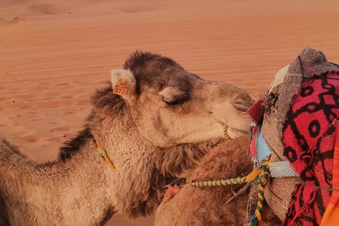 3 Days Deep Merzouga Desert Tour from Marrakech - Price and value: where the $98.72 really goes