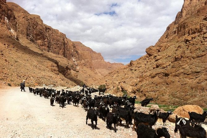 3 Days Desert Tour From Marrakech To Merzouga Désert And World Heritage Kasbah - Comfort, Timing, and Group Size: Where the Tour Feels Smooth vs. Tight