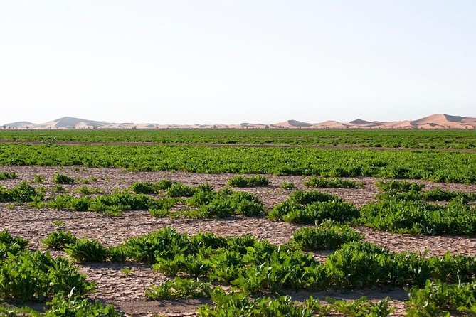 3 Days From Marrakech To Erg Chigaga - Who this 3-day Erg Chigaga trip is best for