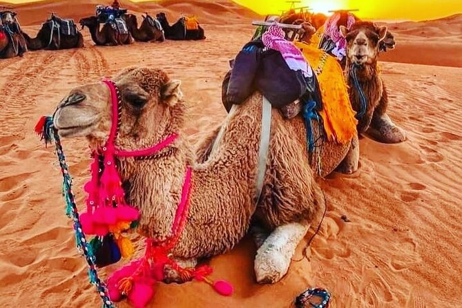 3 Days Group Tour from Marrakech to Merzouga Desert - Key points to know before you go