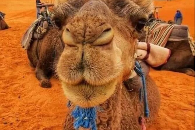 3 Days Group Tour from Marrakech to Merzouga Desert - Dades Valley via the Valley of Roses: a hotel night with a local dinner