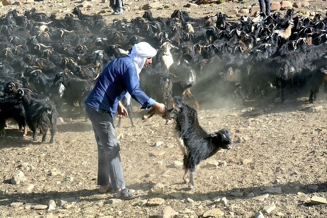 3 Days Homestay with Last Berber Nomads in The Atlas Mountains - Day 1: Ouzoud waterfalls, Azilal prep, and arriving at Tamda Plateau