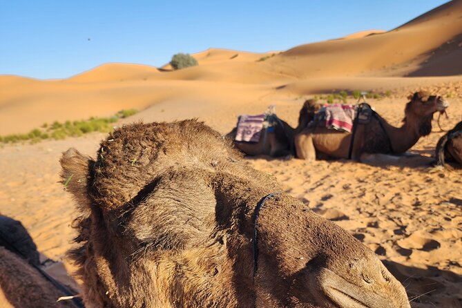 3 Days Priavte Desert Tour From Marrakech To Merzouga &Camel Trek - Day 2 Todra Gorge to Erg Chebbi: Camel, Pool Time, and a Berber Camp Night