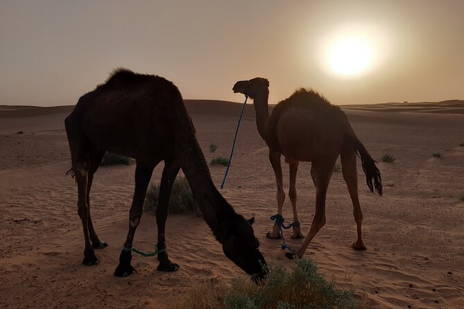 3-Days Private Discovery of the desert from Ouarzazate to M'Hamid in 4x4 - M’Hamid at daybreak: camels for 45 minutes and better desert light