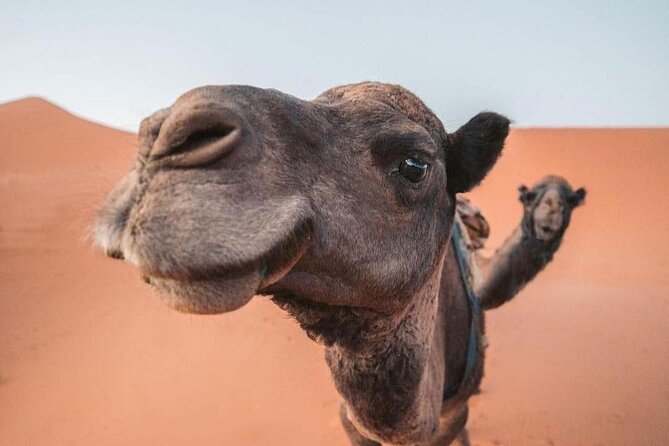 3 Days Private Tour to Merzouga from Marrakech - Day 1: Skoura M’Daz palms, Dades Gorges, and the long push south