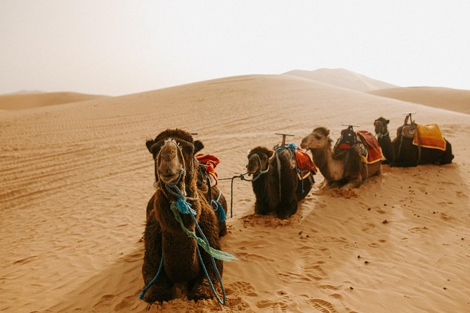3-Days Sahara Desert Tour from Fez to Marrakech - FAQ