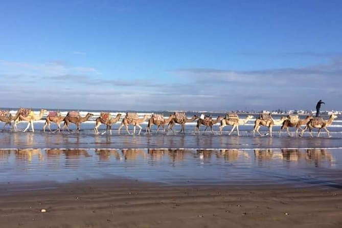 3-hour camel ride at sunset - Key Highlights Before You Saddle Up