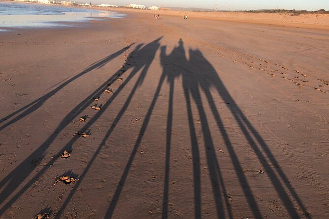 3-hour camel ride at sunset - The Ride Itself: Coast Views, Plenty of Questions, and a Real Pace