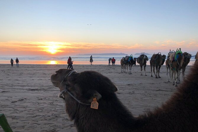 3-hour camel ride at sunset - Camels vs. Horses: Comfort, Temperament, and That First Mount