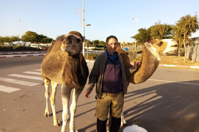3-hour camel ride at sunset - Price and Value: Is $23.26 a Good Deal in Essaouira?