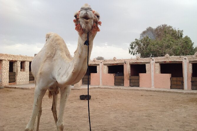 3 hours Camel Ride in Essaouira with Dinner and Overnight in Berber Camp - Day two return via Sidi Kaouki: a short stop with a reset