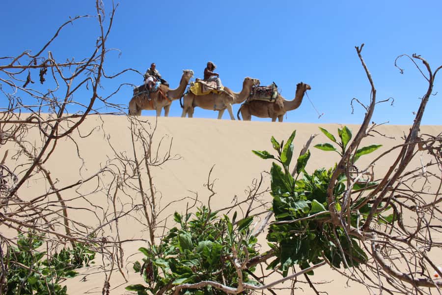 3-Hours Dromedary Ride Essaouira, Morocco - Riding Diabat’s beach edge: fishermen huts, dunes, and that slow, satisfying pace