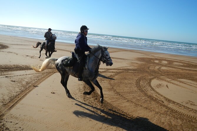 3 hours horse riding in Essaouira, beach, forest and dunes - Eucalyptus and Mimosa Return: The Calm Part of the Loop