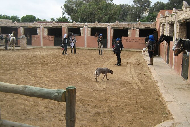 3 hours horse riding in Essaouira, beach, forest and dunes - Who the Horses Are For: First-Timers, Kids, and Confident Riders