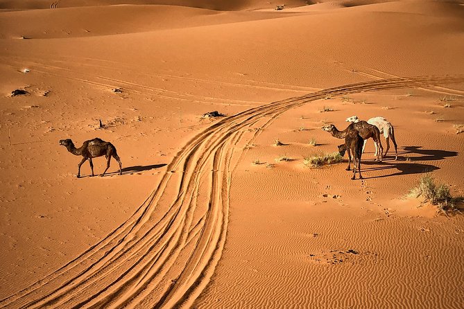 4-Day, 3-Night Marrakech to Marrakech Desert tour - Day 2: Dades Gorges, Todgha Canyon hike, then camel sunset at Erg Chebbi