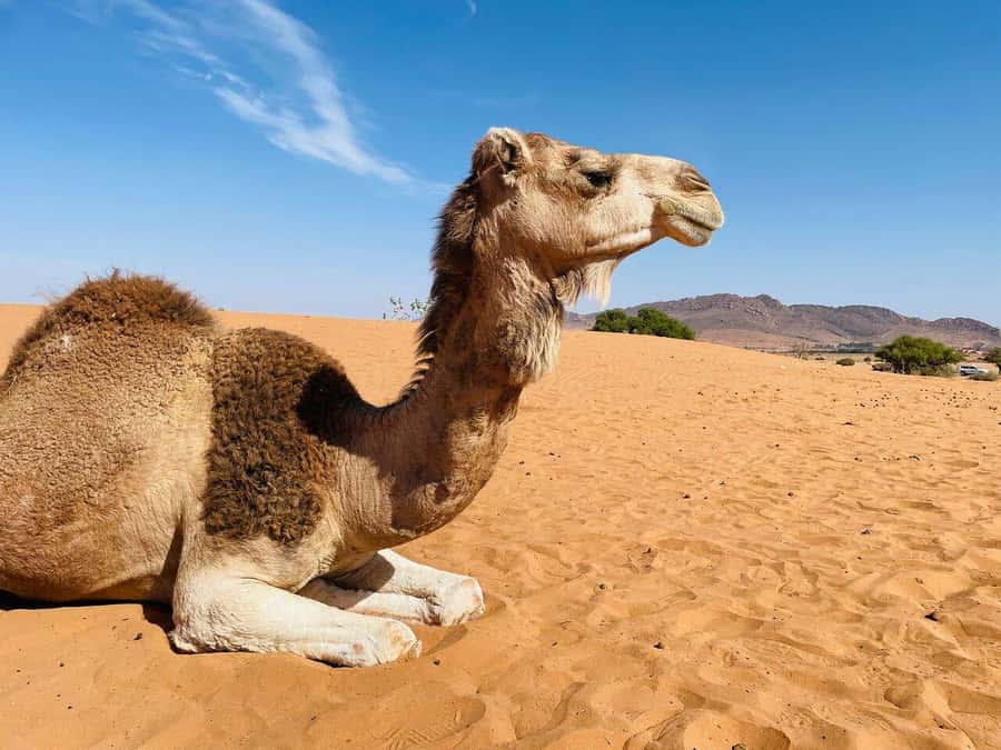 4×4 Jeep Sahara Desert Tour with Lunch & Hotel Transfers - Key moments you’ll remember