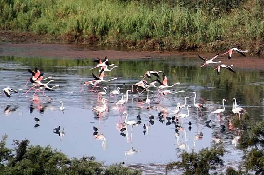 4×4 Jeep Sahara Desert Tour with Lunch & Hotel Transfers - Massa National Park: Souss River bird sightings